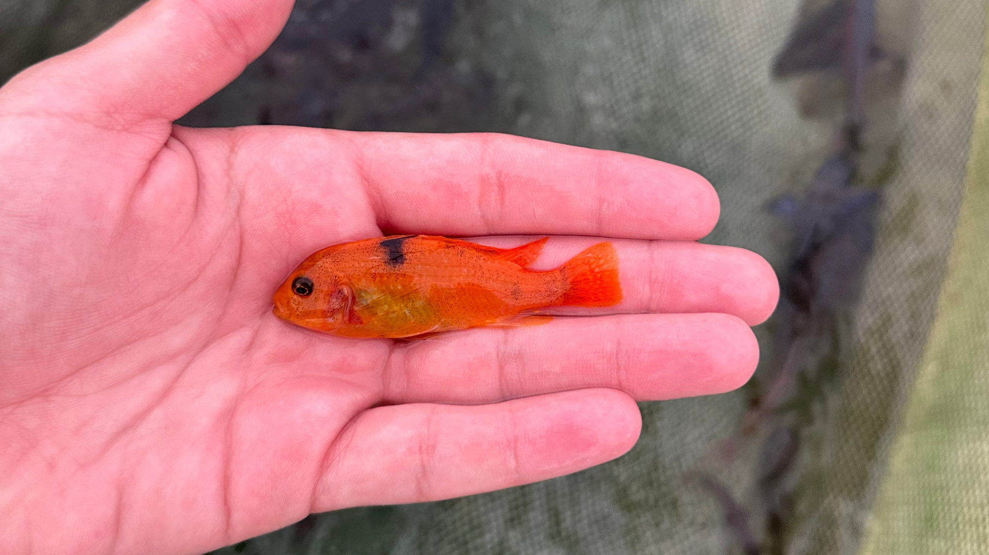Ob Red Zebra Mbuna