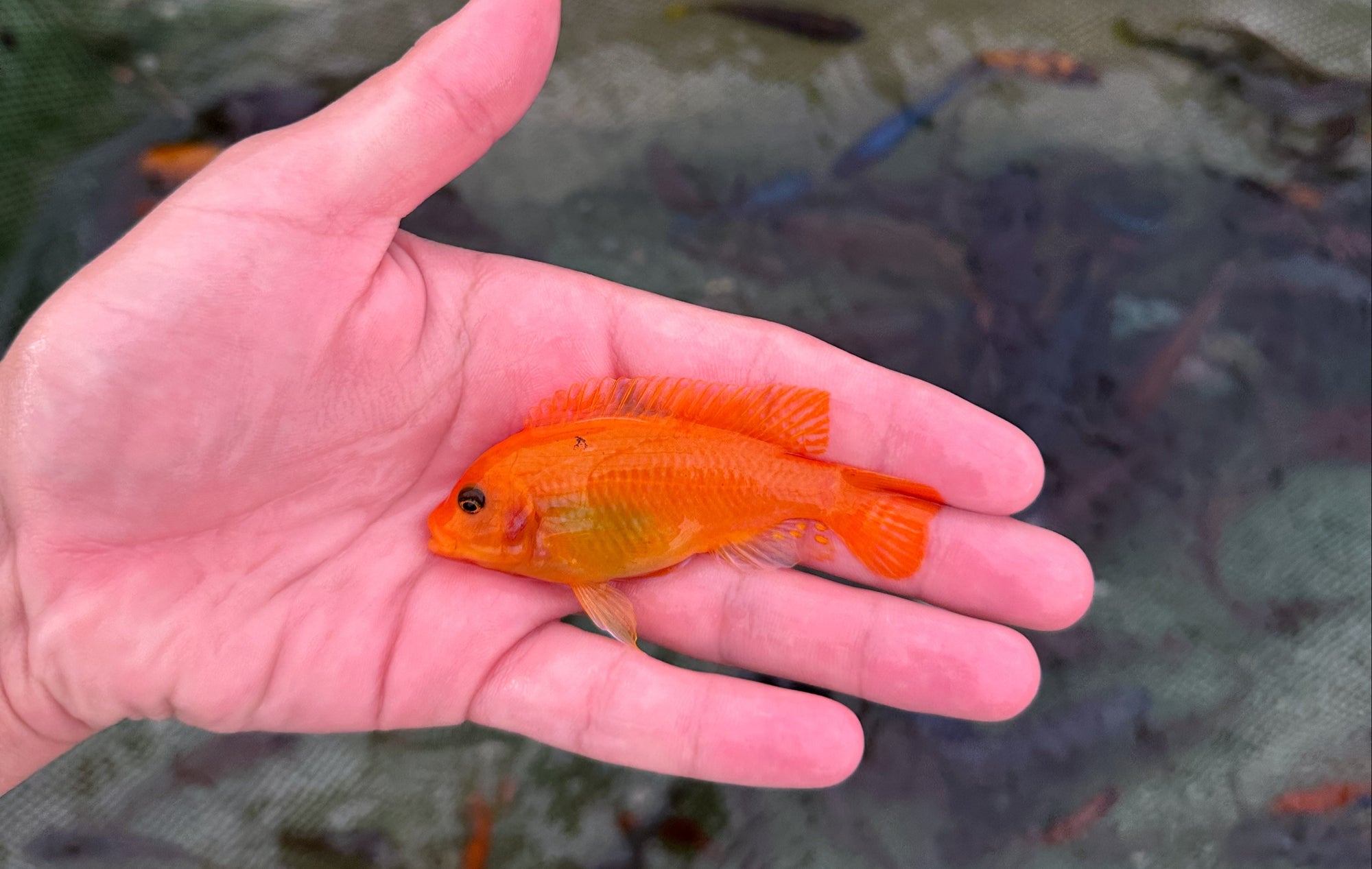Red Zebra Mbuna