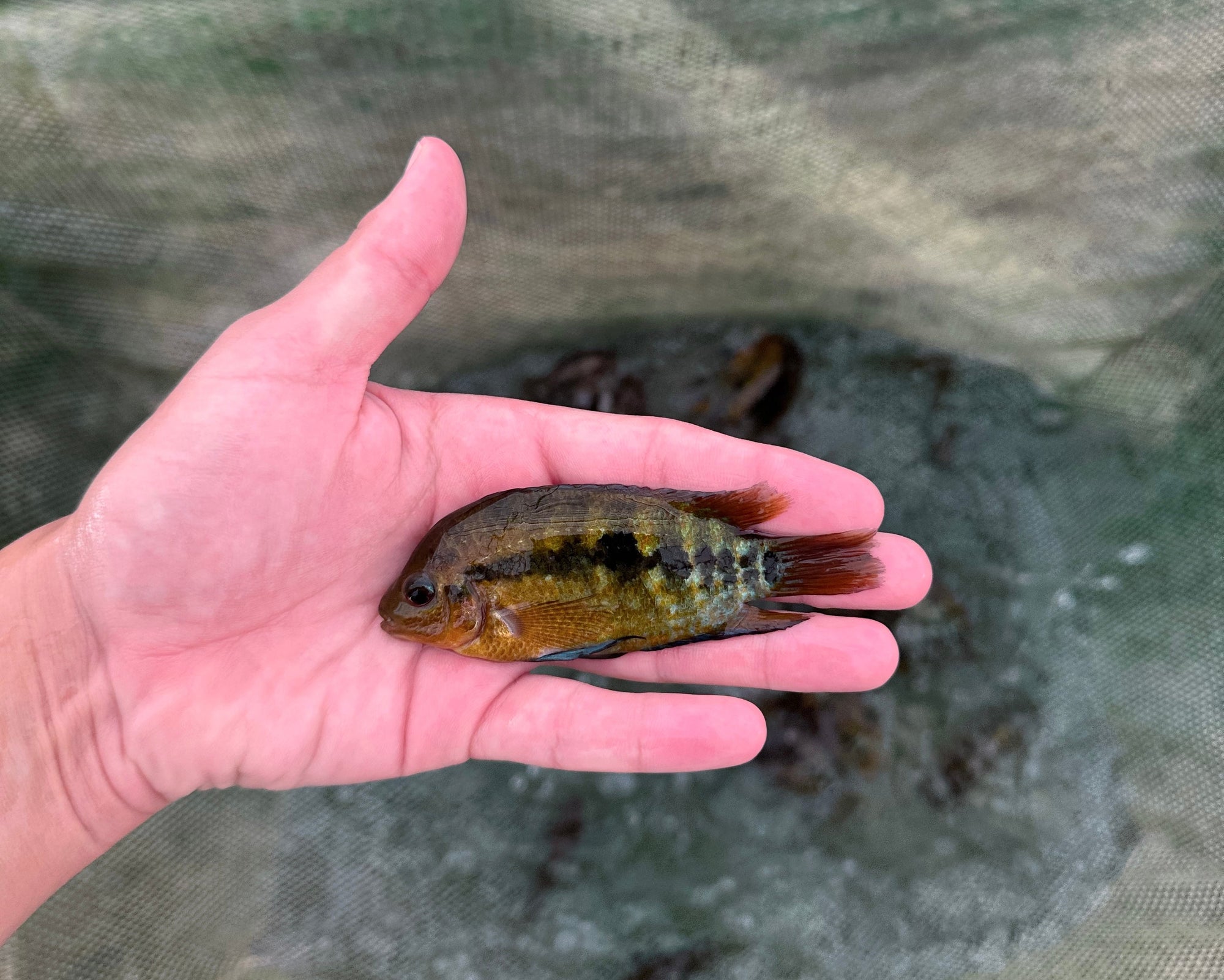 Rainbow Cichlid