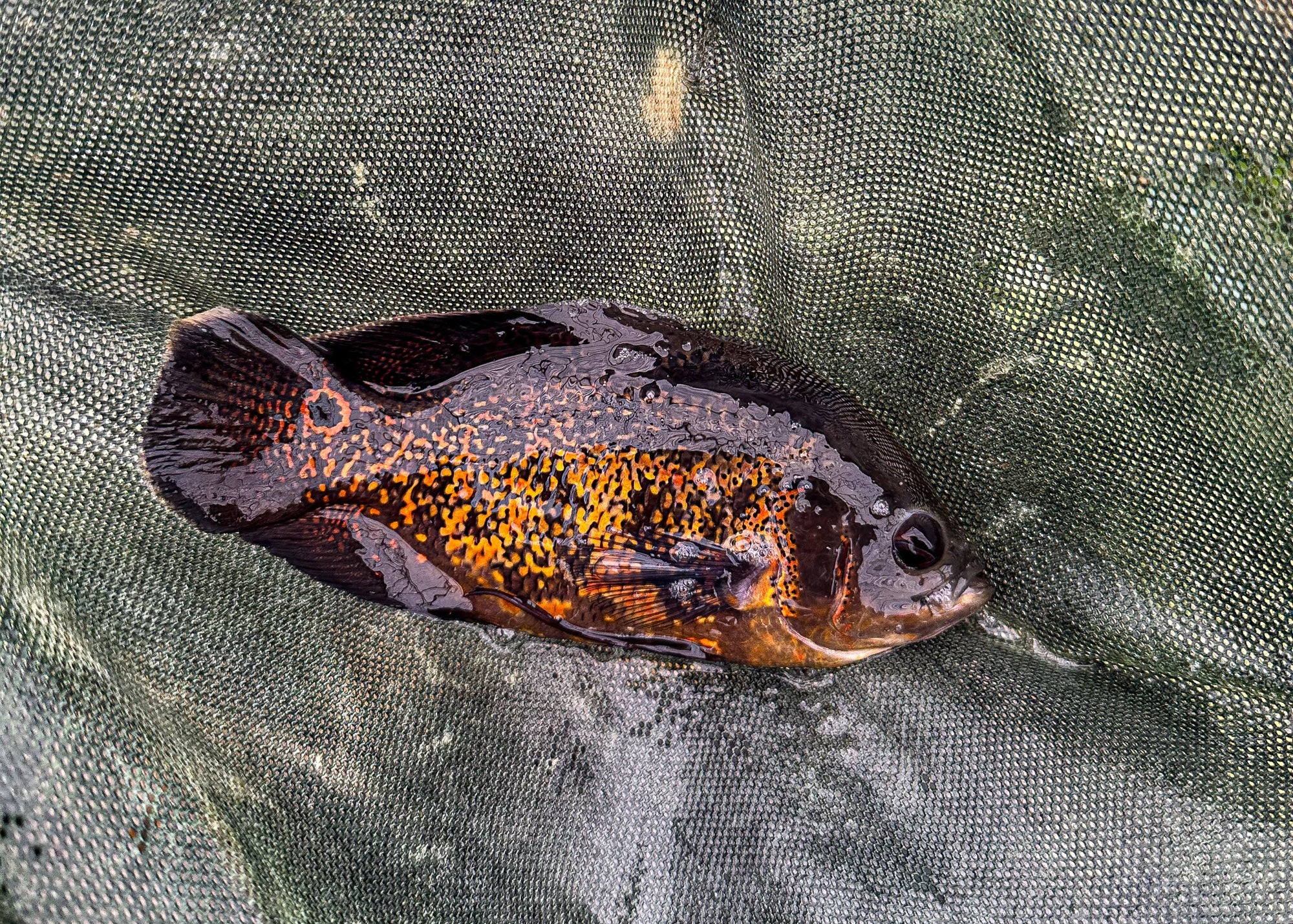 Red Tiger Oscar
