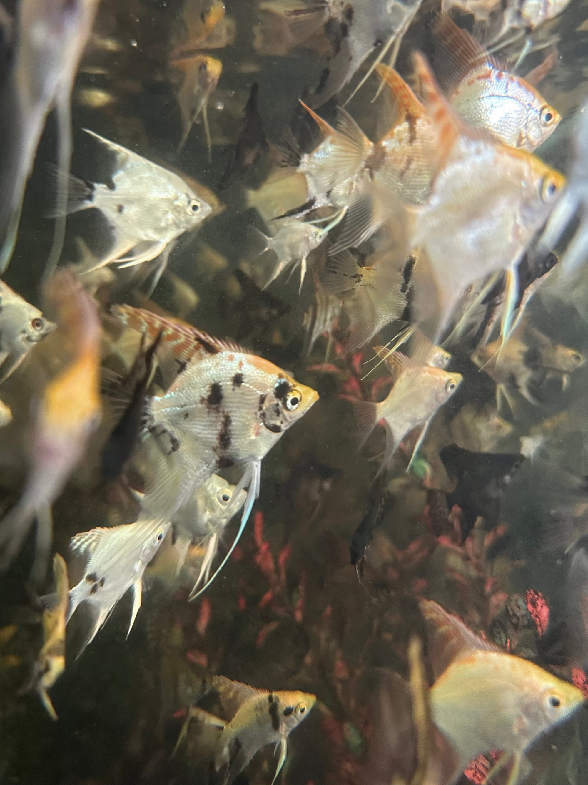Assorted Angelfish