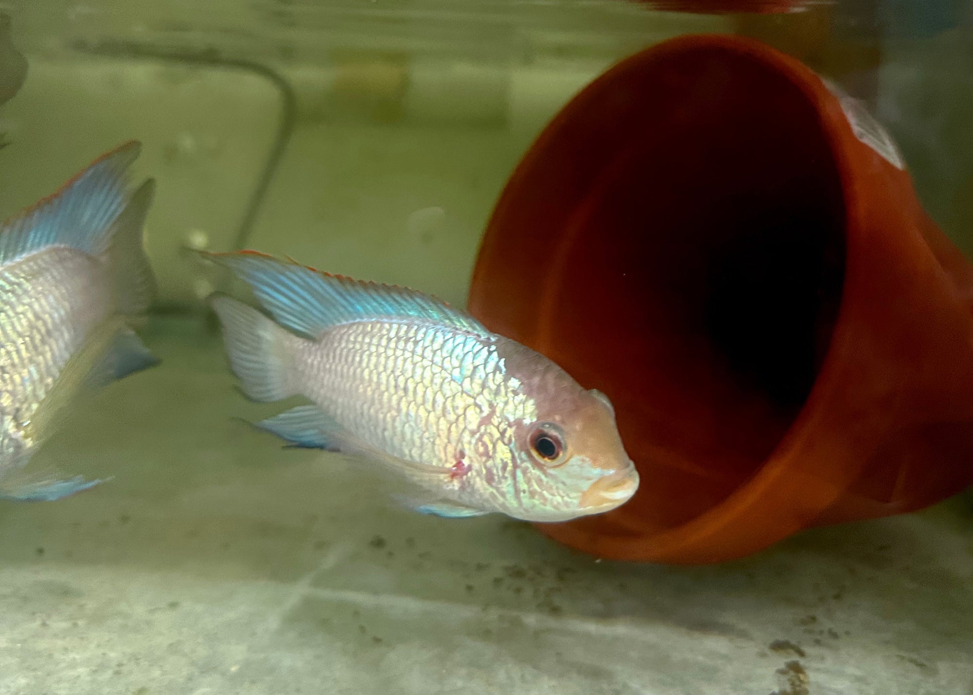 Electric Blue Acara