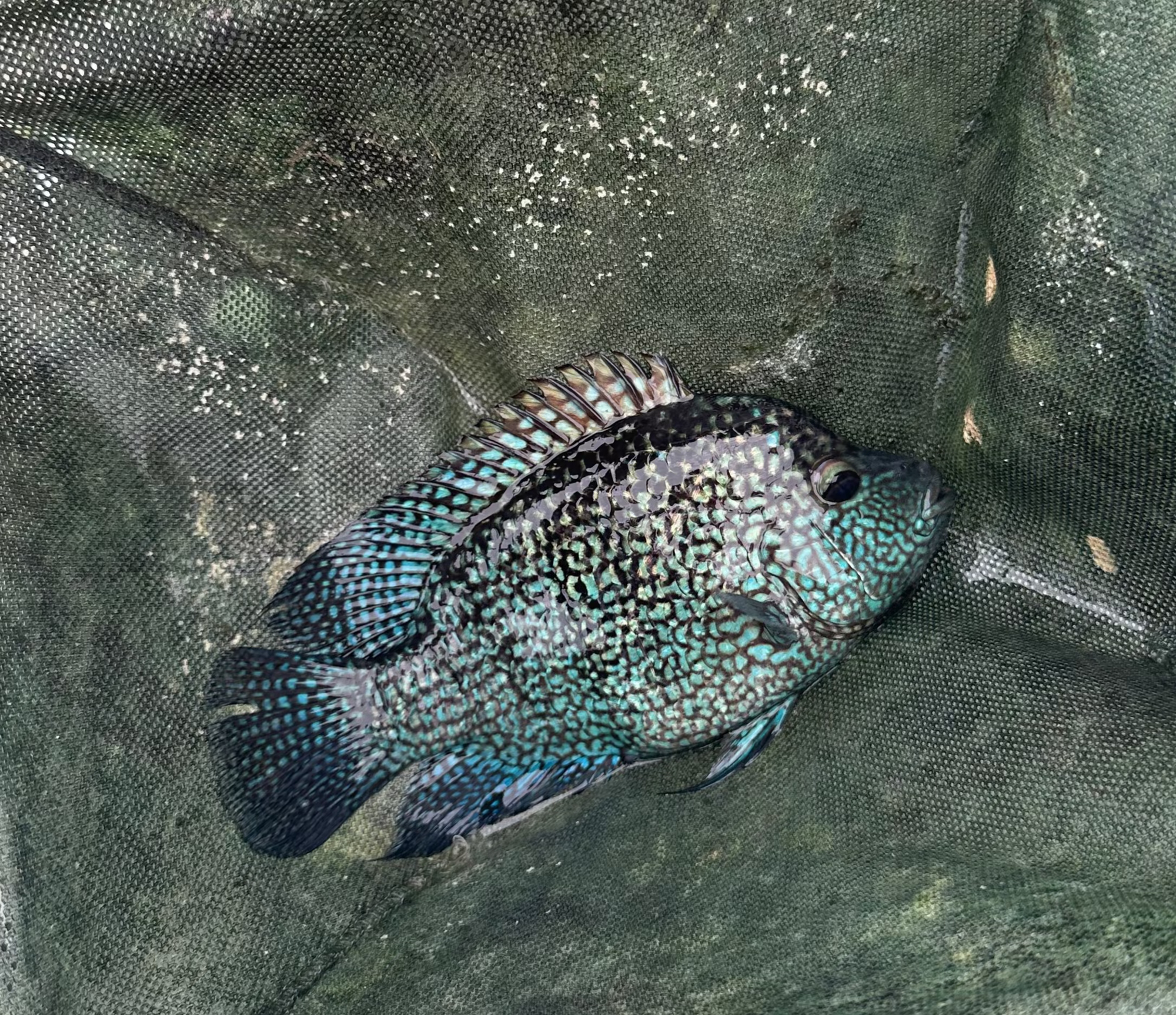 Electric Blue Texas Cichlid