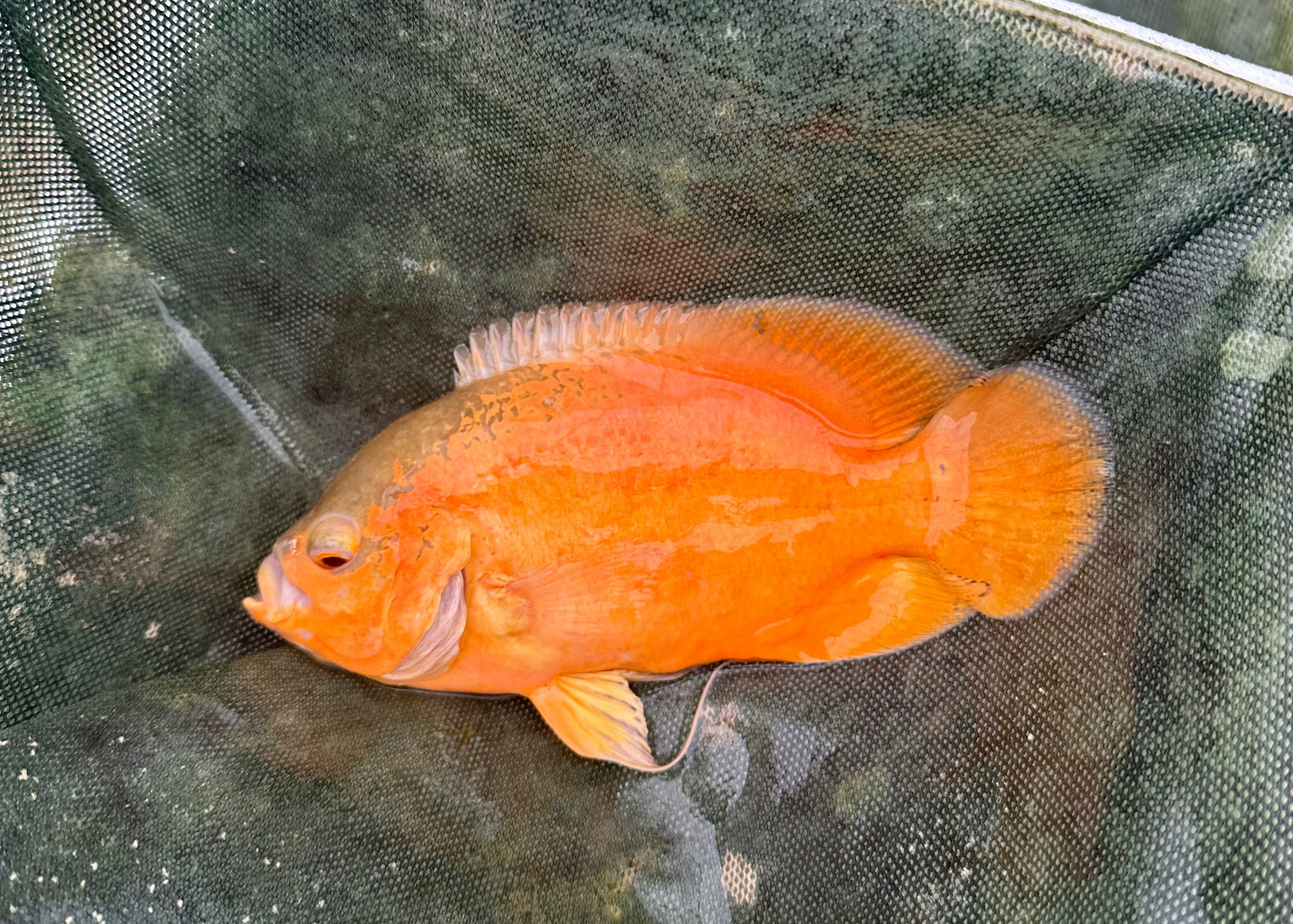 Albino Smooth Oscar