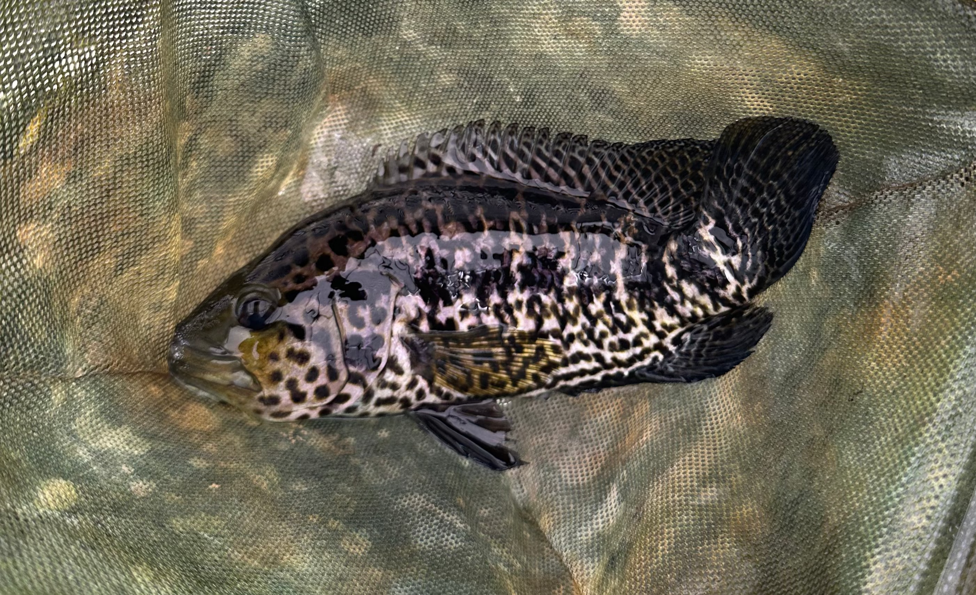 Jaguar Cichlid