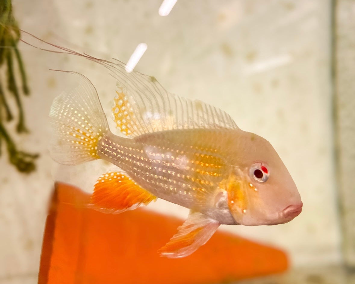 Albino Threadfin Acara