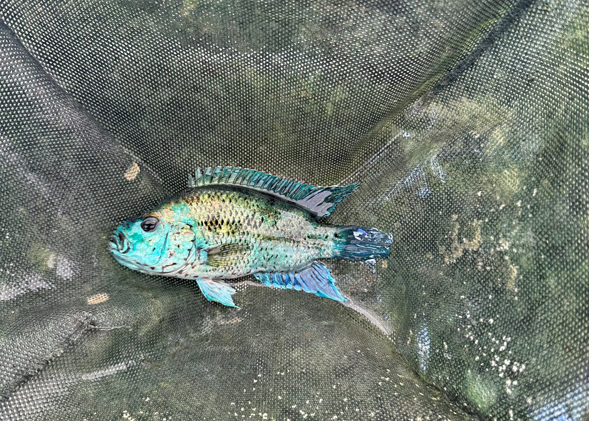 Electric Blue Jack Dempsey