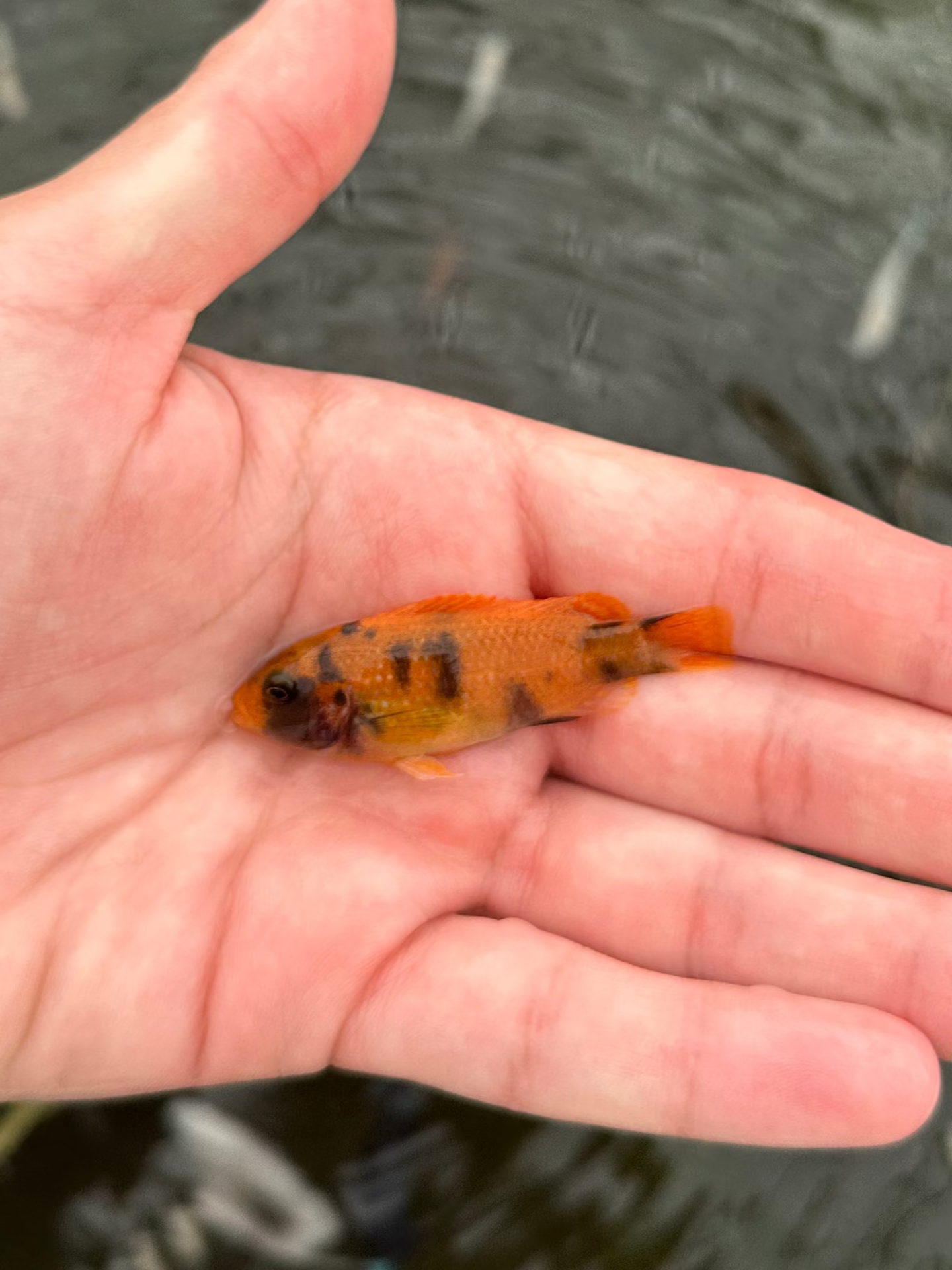 Ob Red Zebra Mbuna