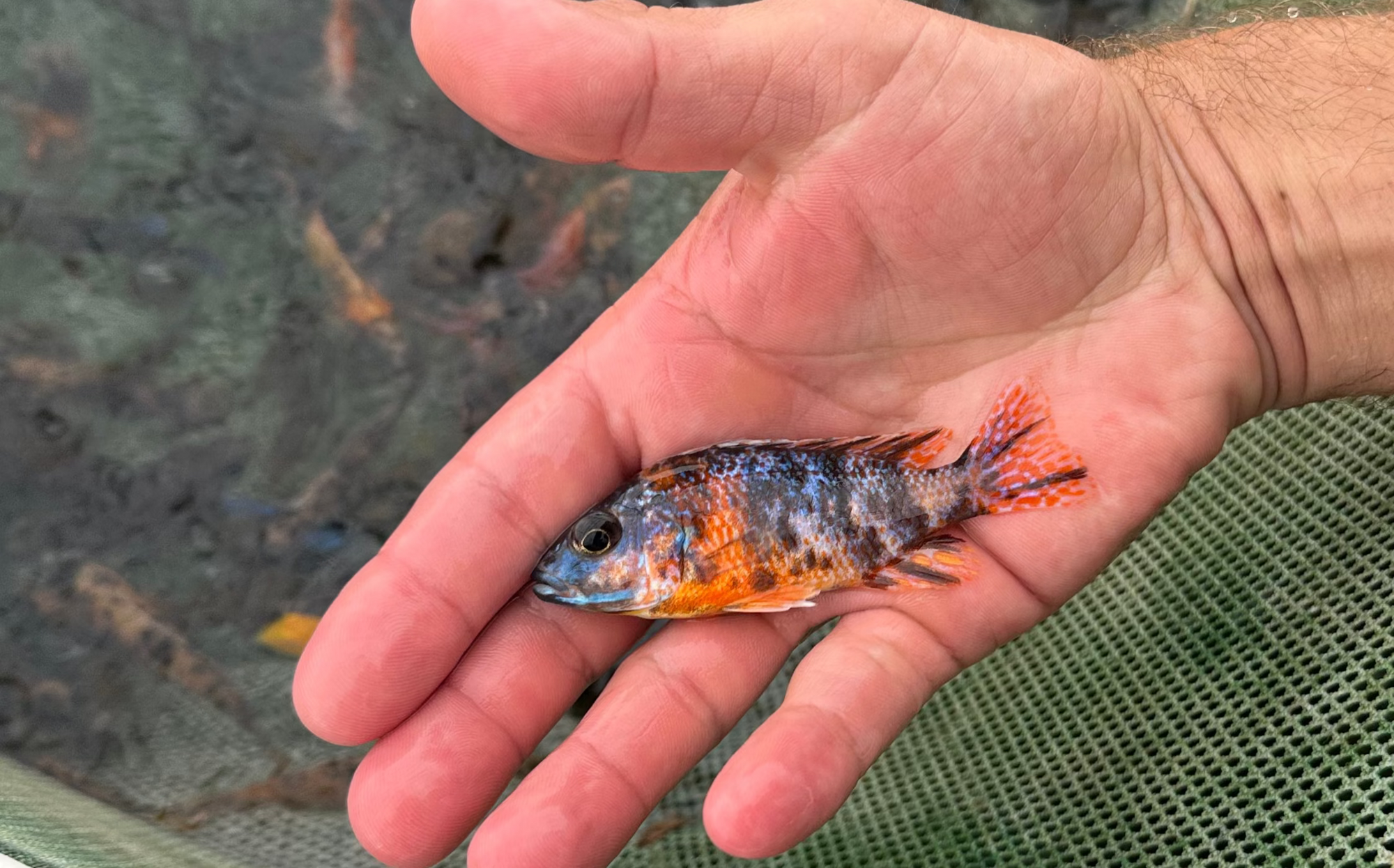 Ob Peacock