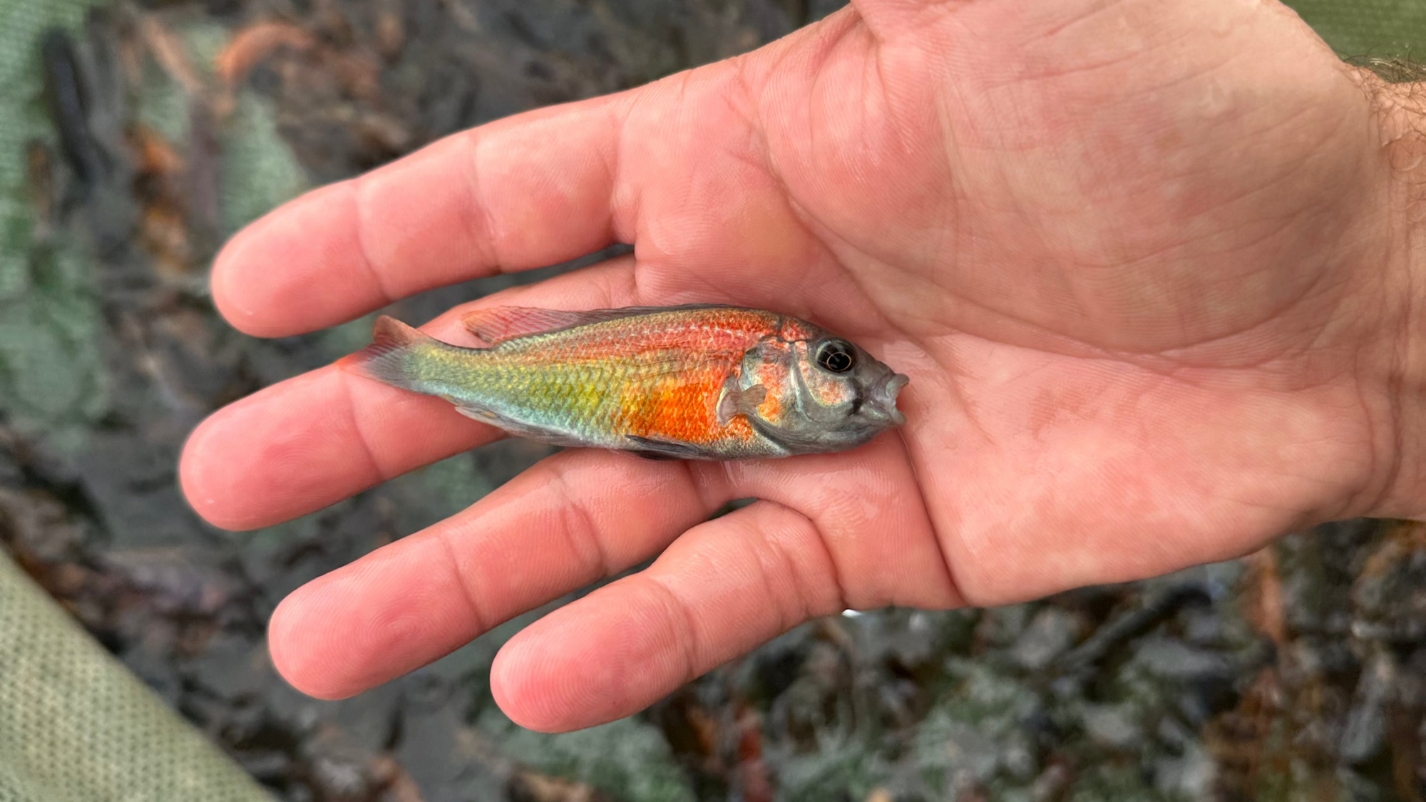 Hippo Point Salmon