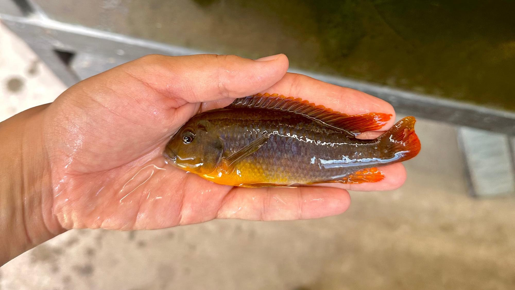 Rusty Cichlid