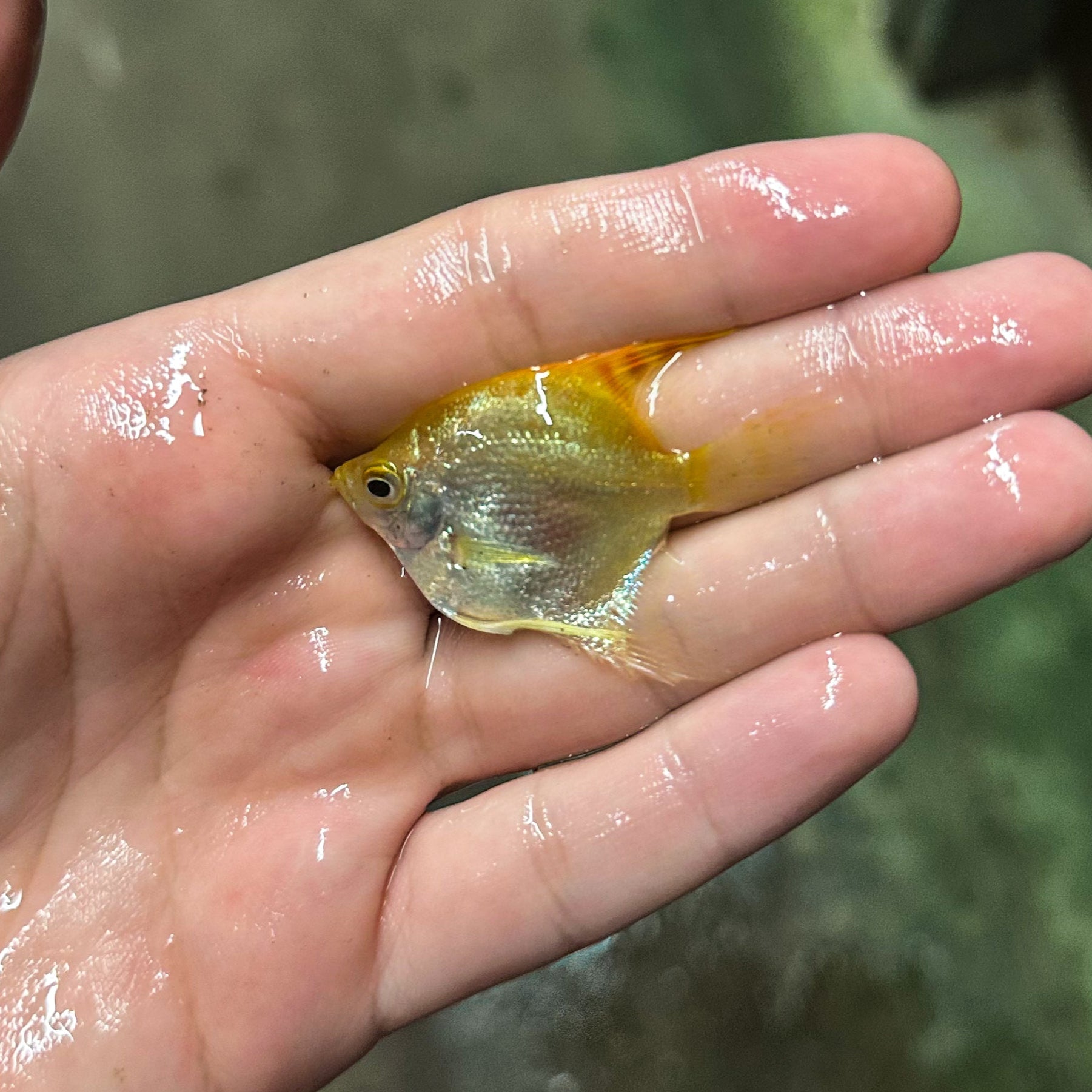 Assorted Angelfish