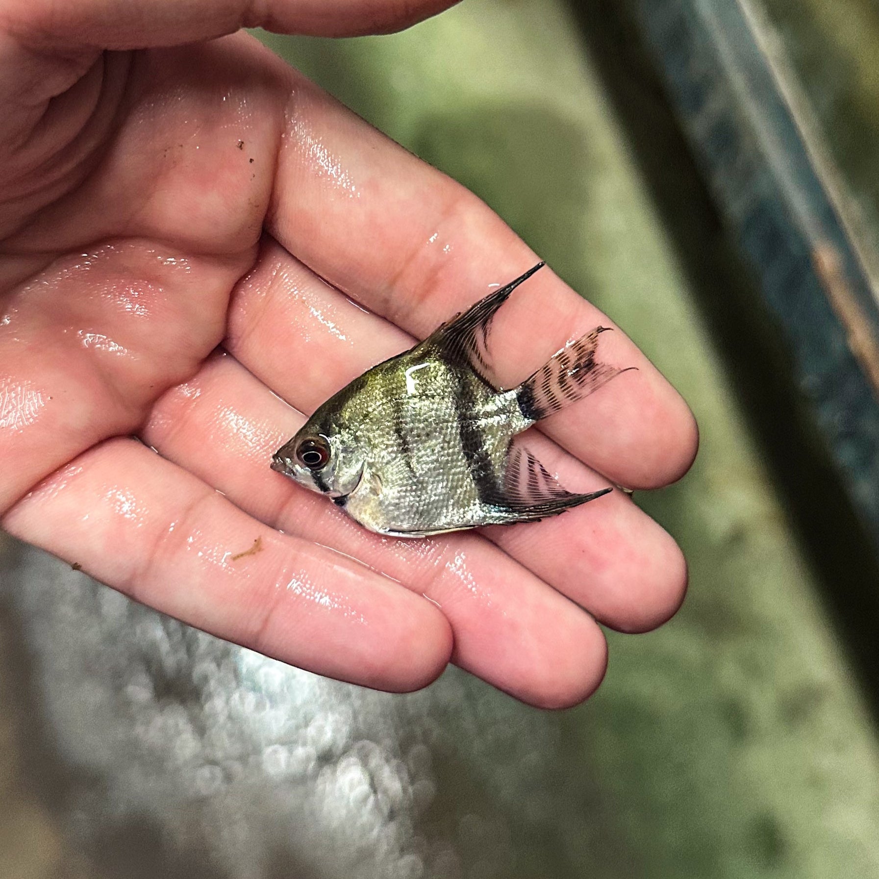 Assorted Angelfish