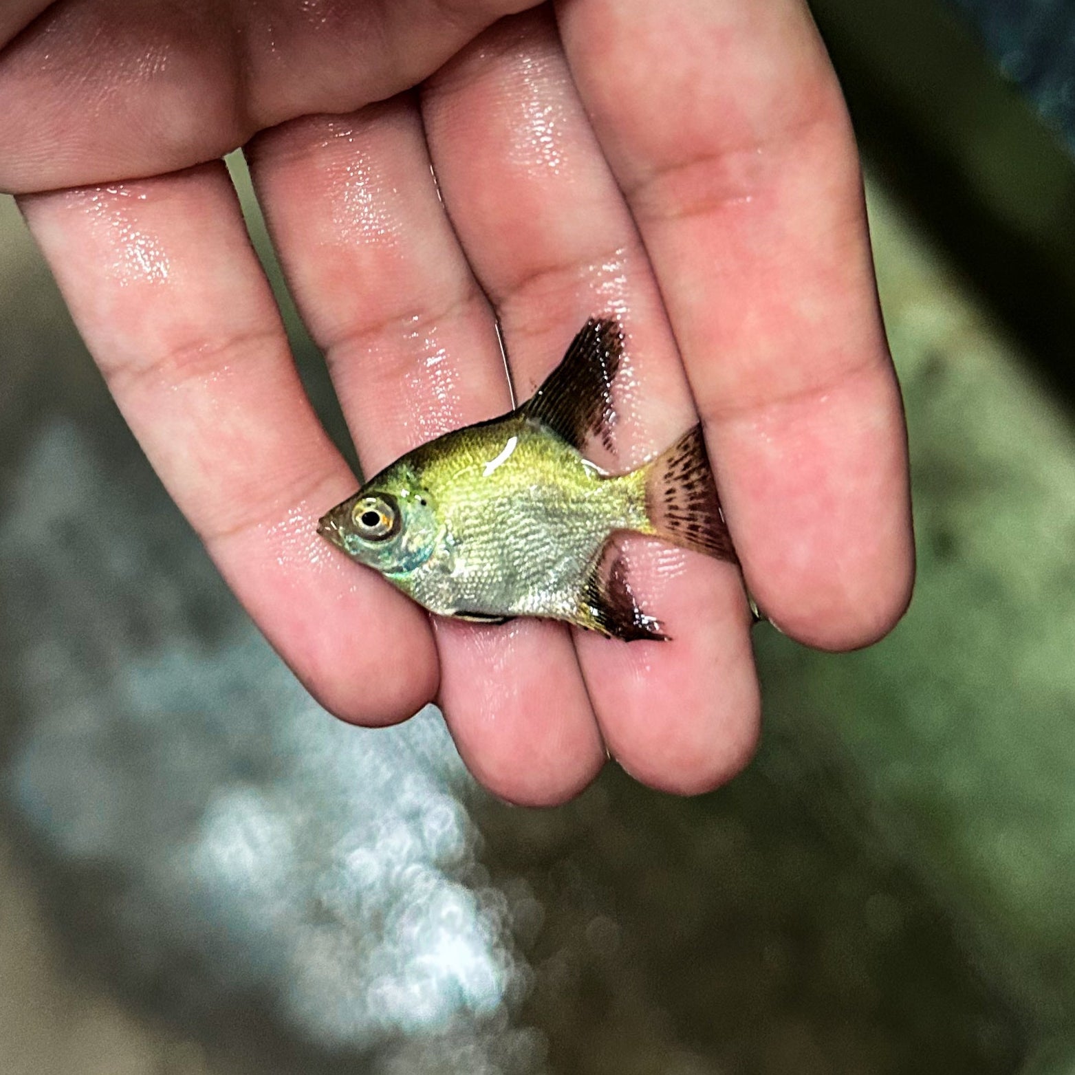 Assorted Angelfish
