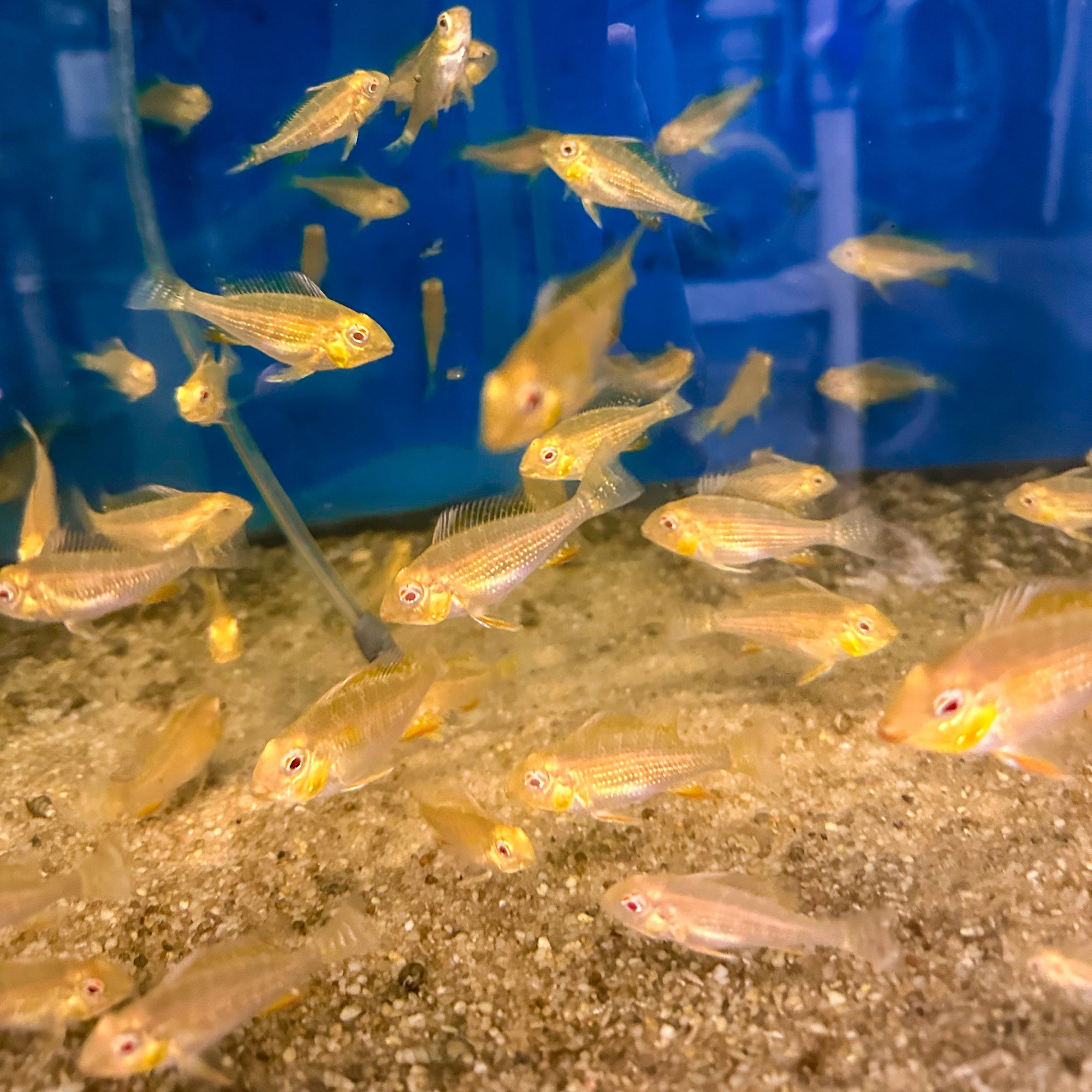Albino Threadfin Acara