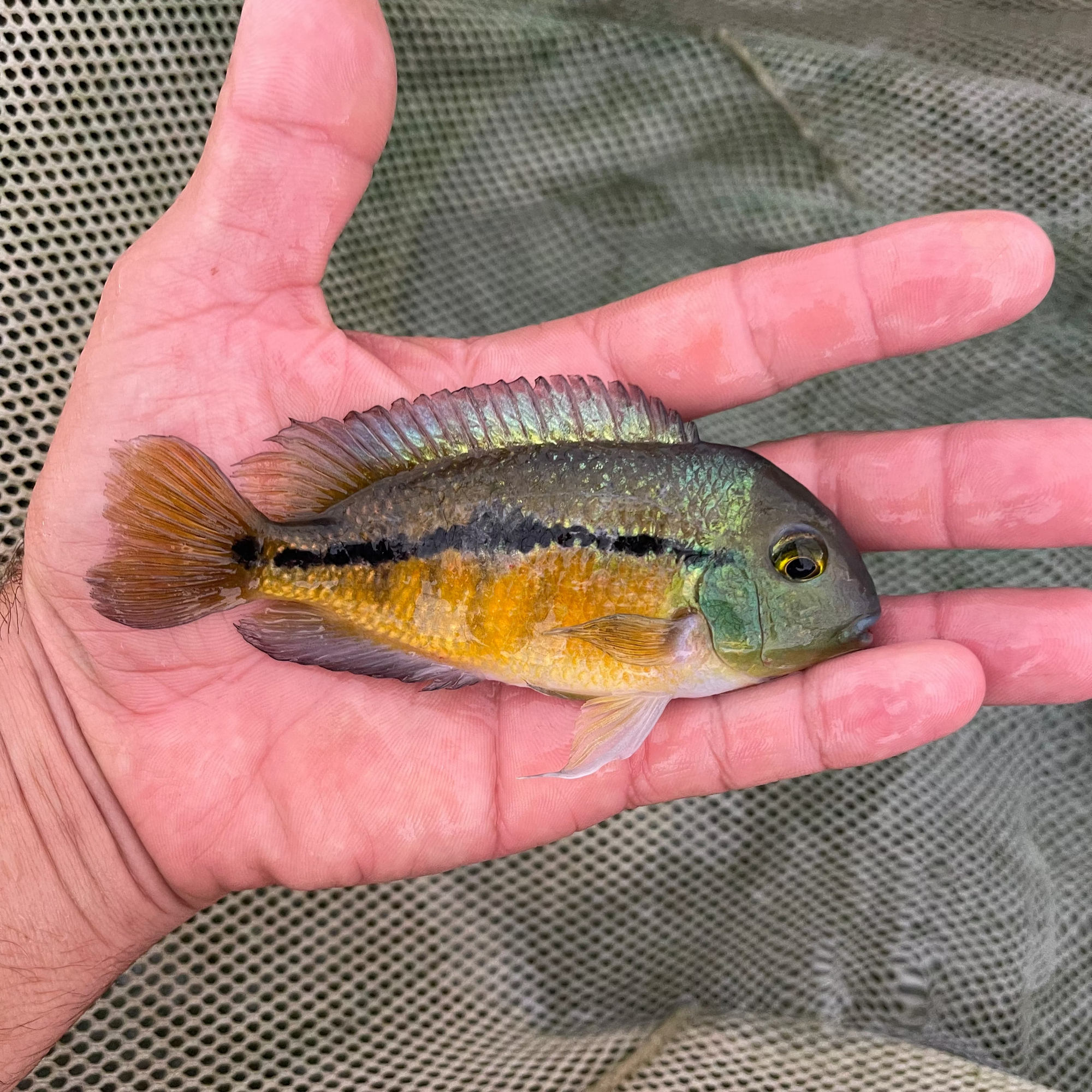 Nicaraguan Cichlid