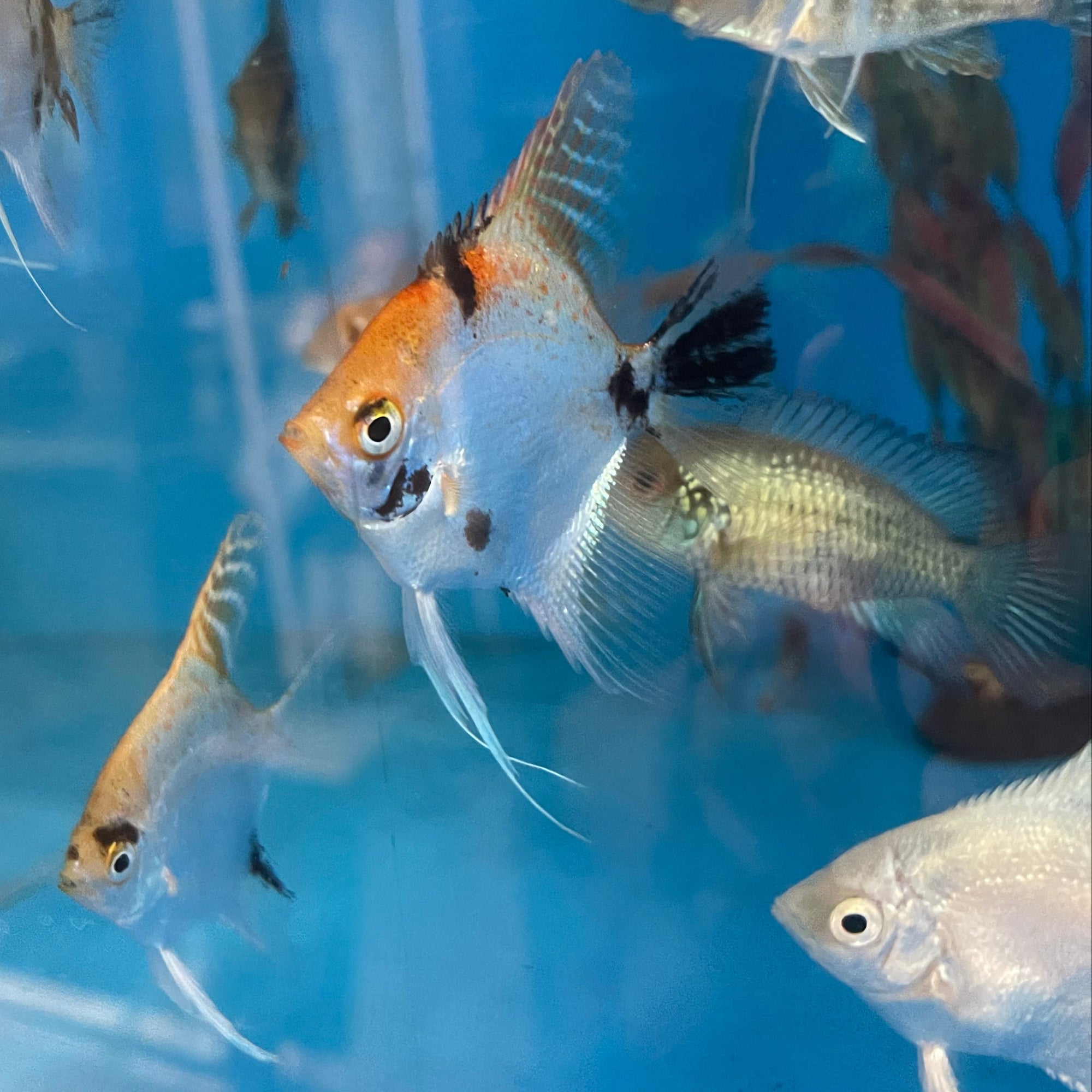 Assorted Angelfish