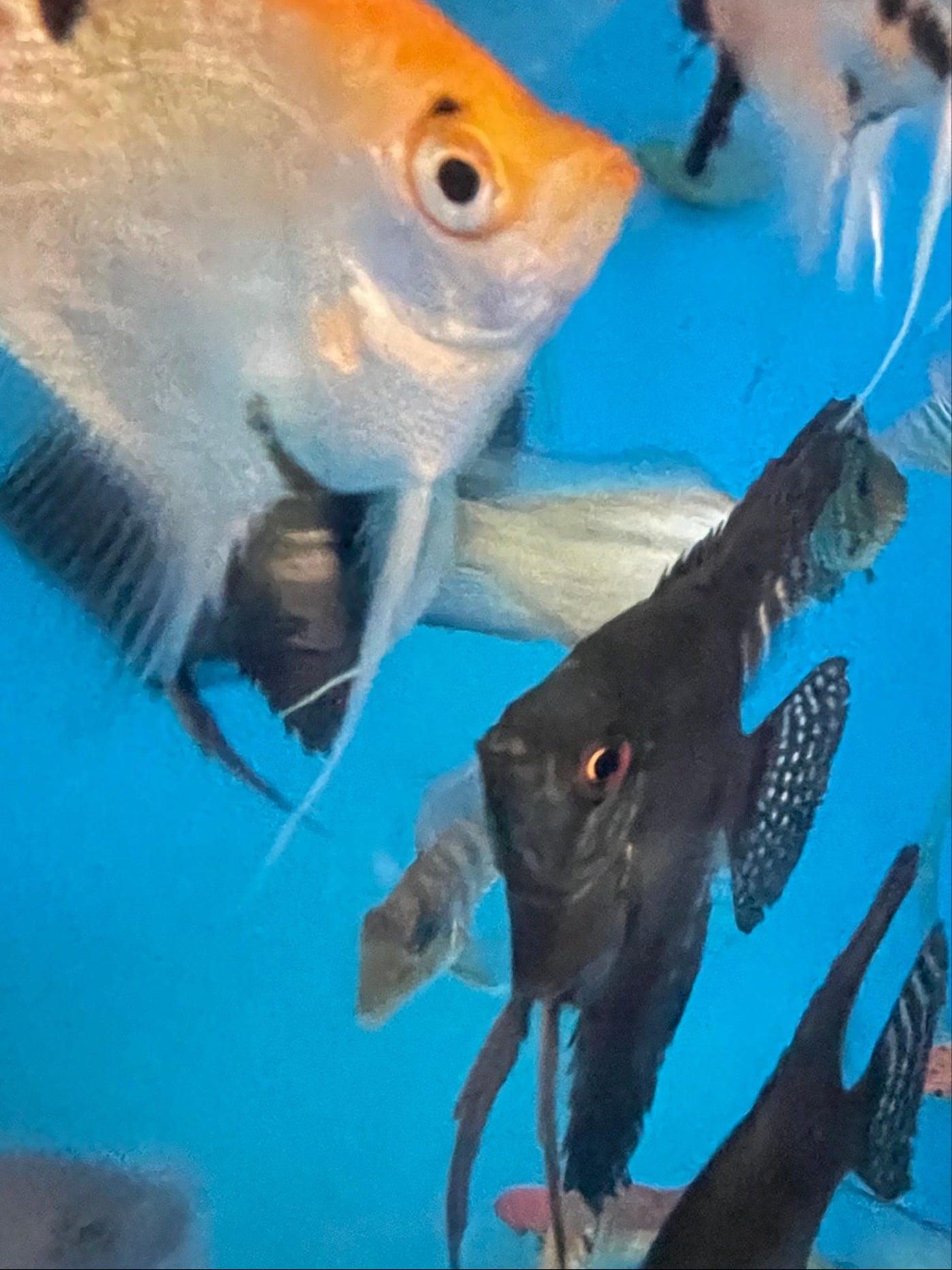 Assorted Angelfish