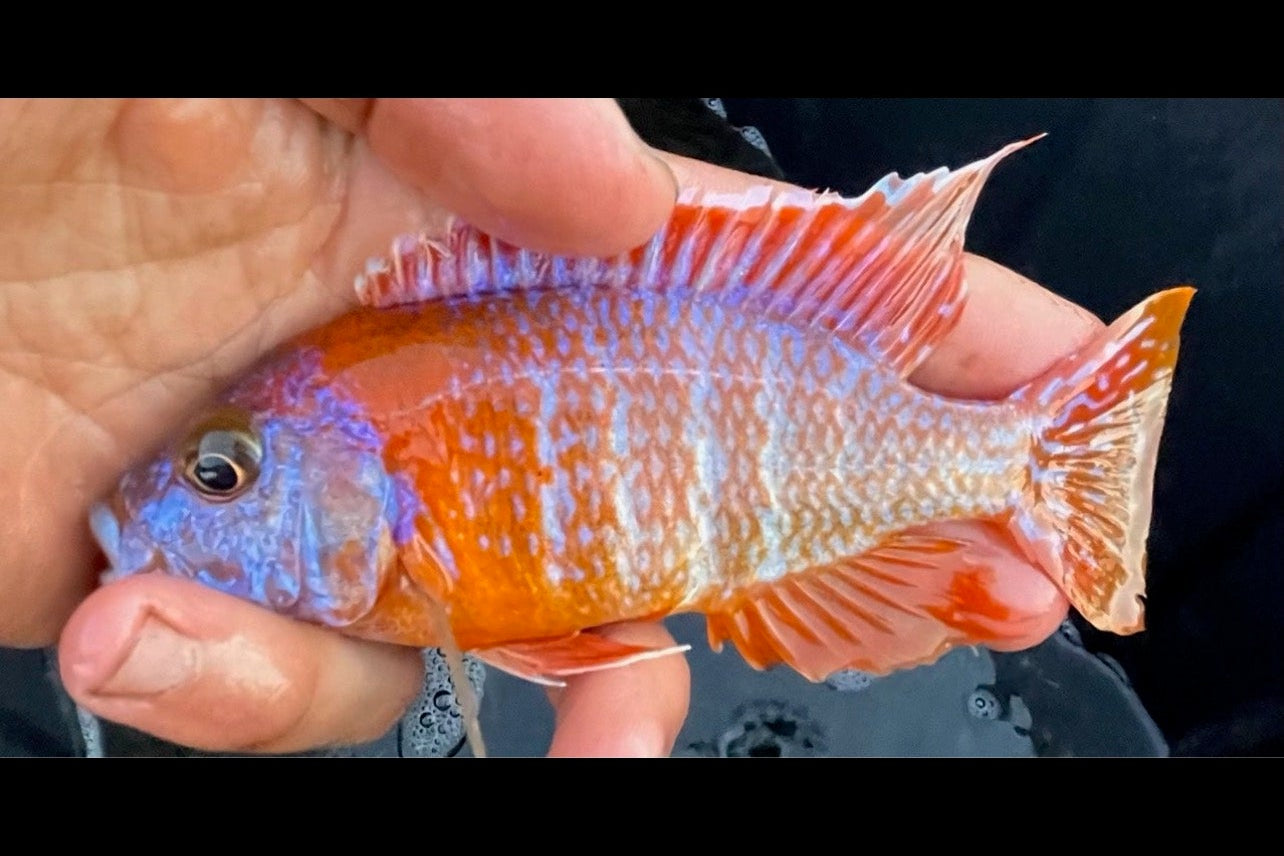 Strawberry Peacock (German Red Strain)