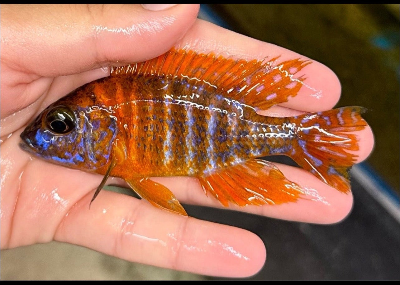 Strawberry Peacock (German Red Strain)