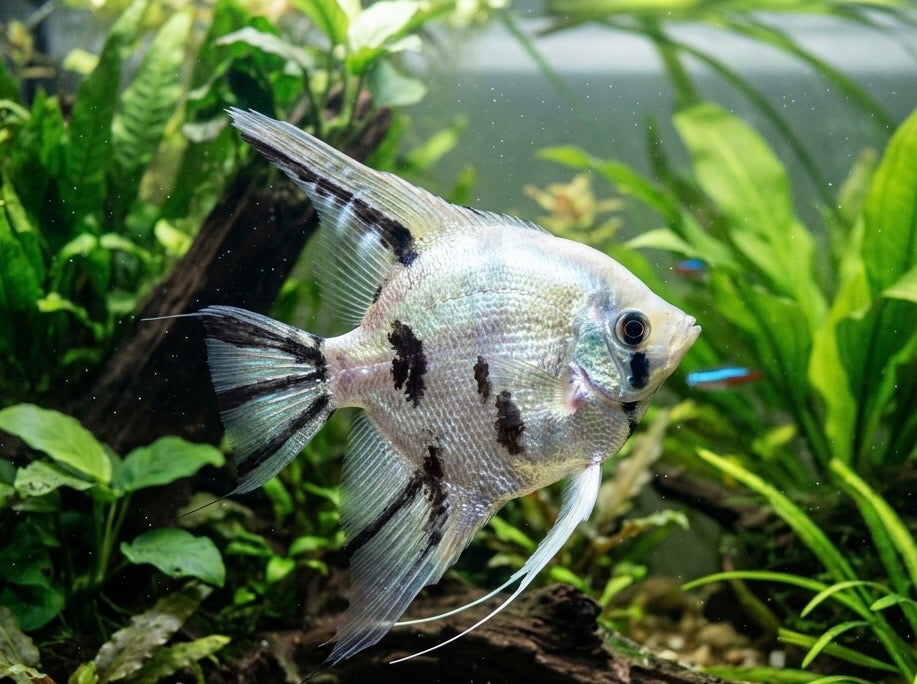 Panda Angelfish – Central Florida Cichlids