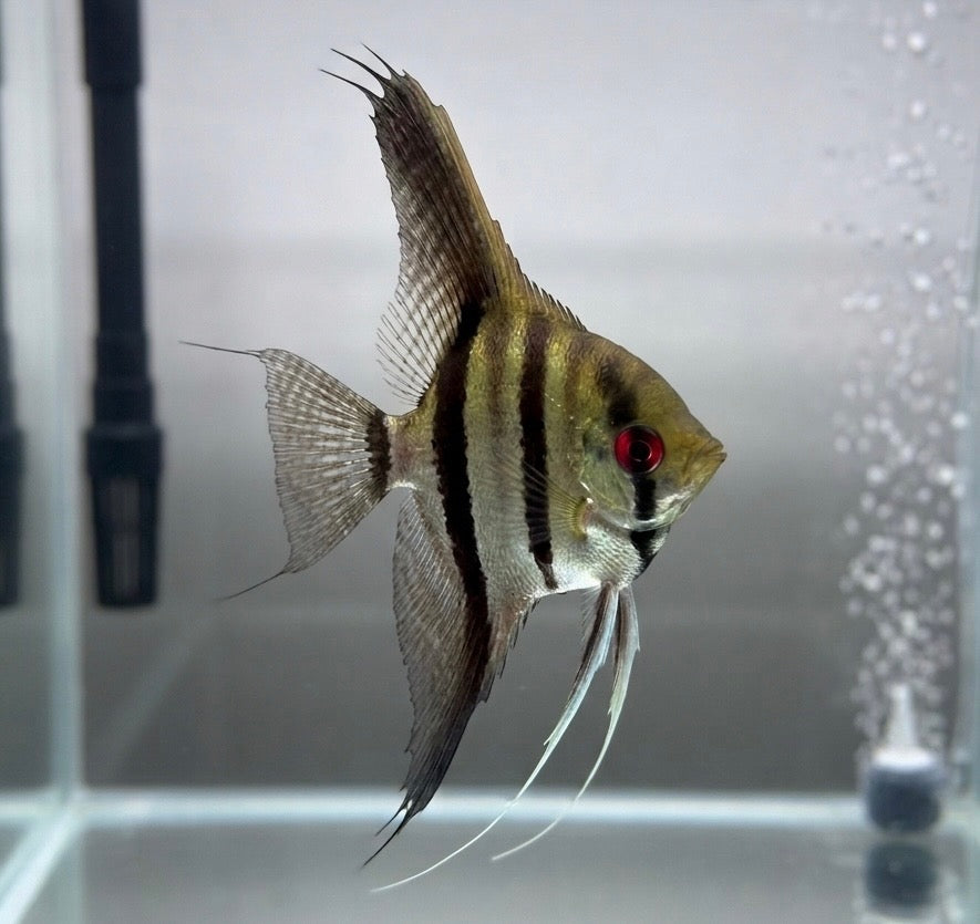 Silver Angelfish – Central Florida Cichlids