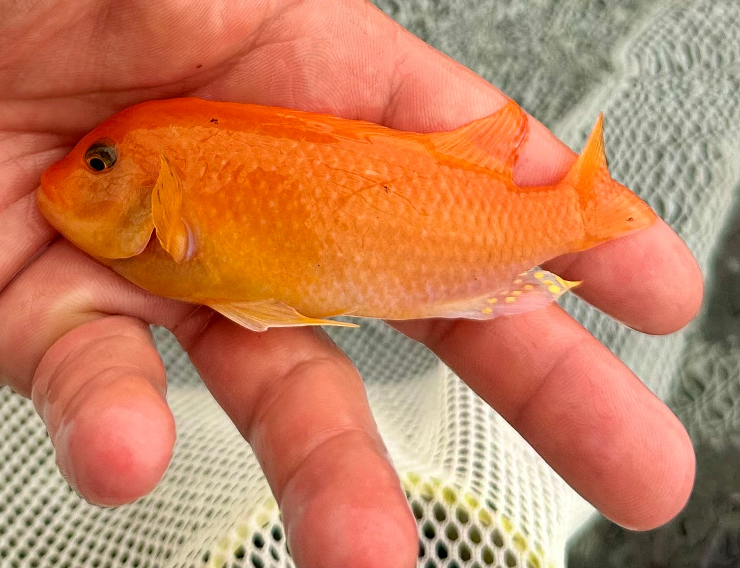 Red Zebra Mbuna