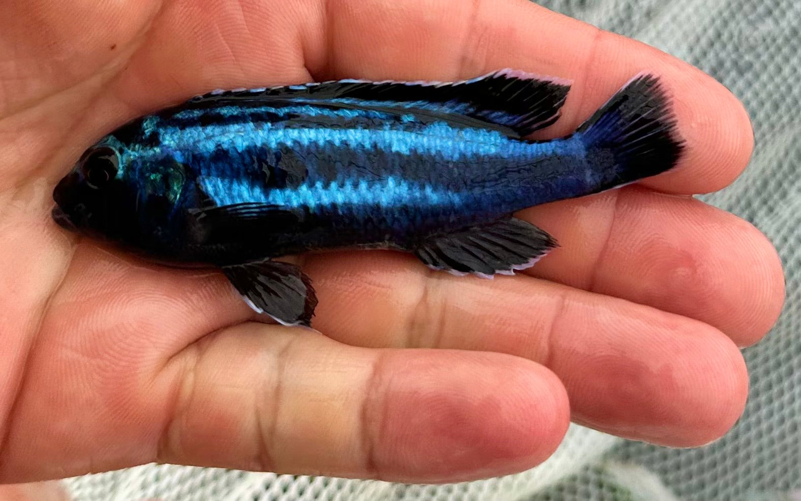 Electric Blue Johanni