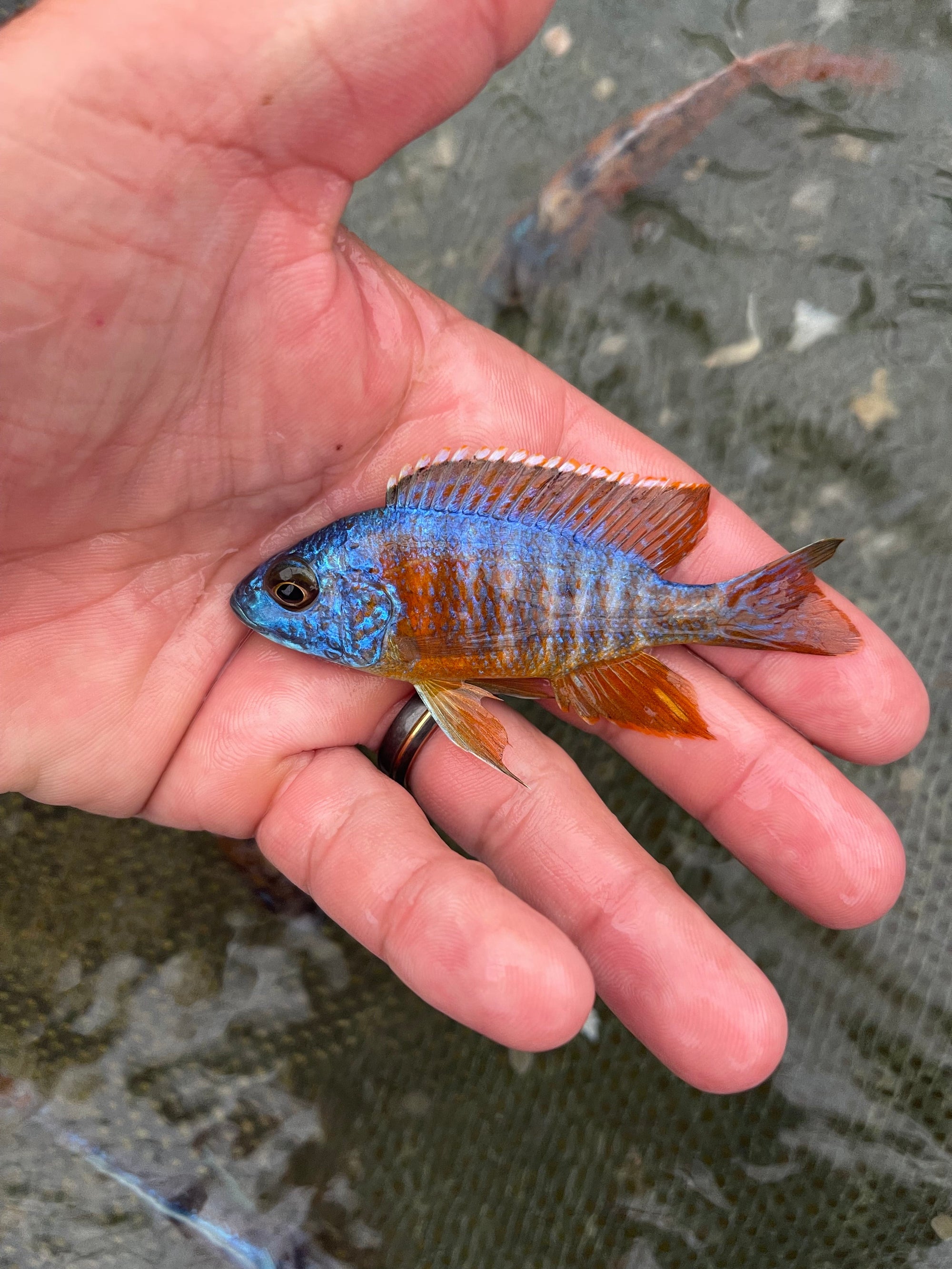 Peacock