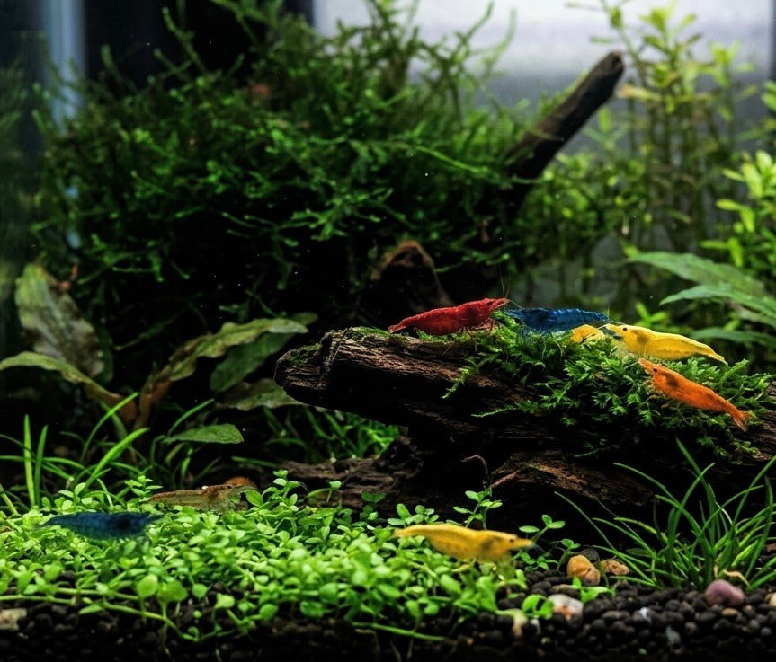 Invertebrates