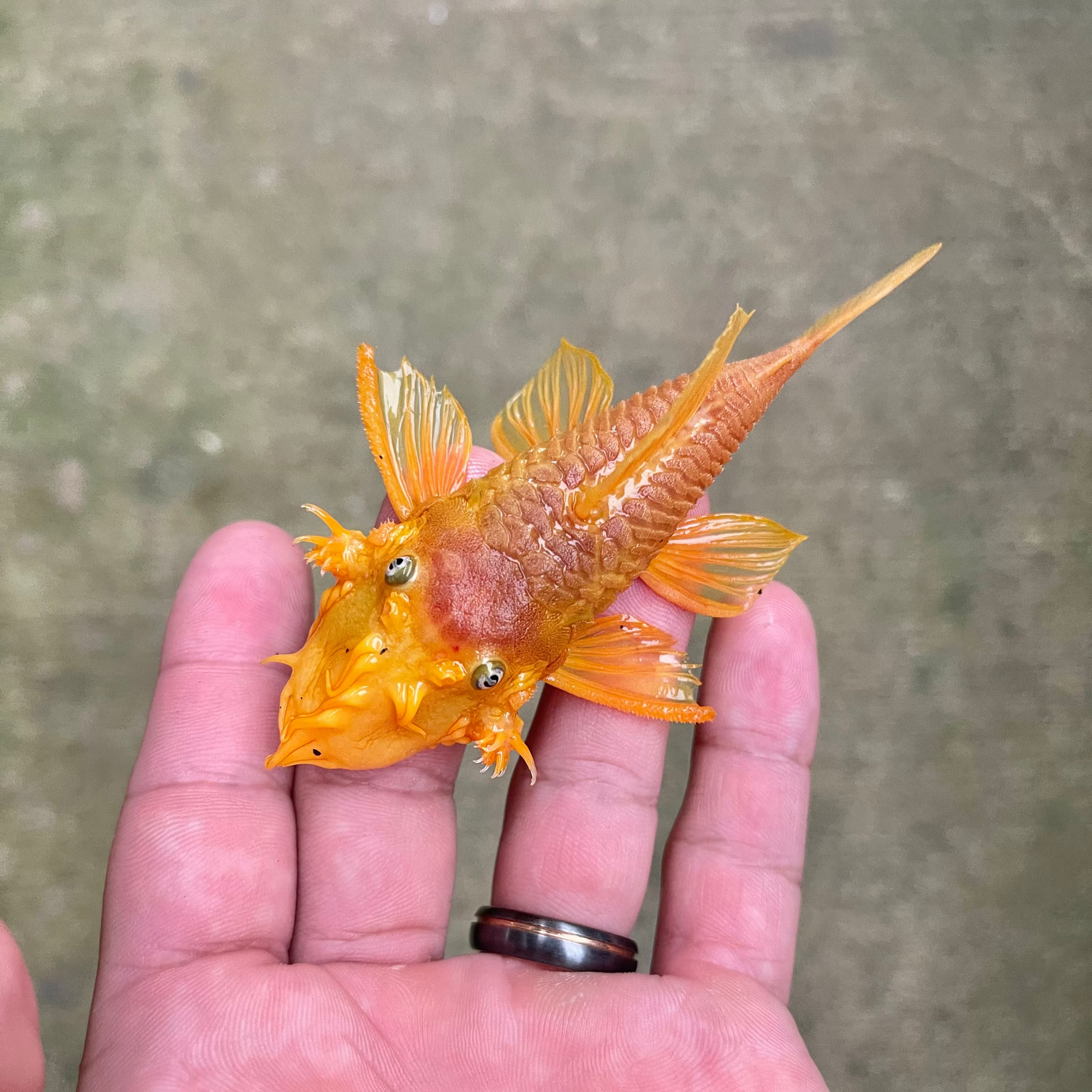 Plecos