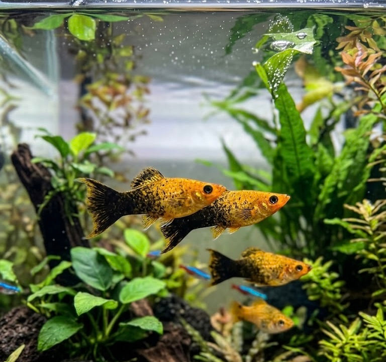 Livebearers