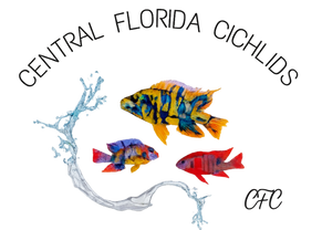 Central Florida Cichlids