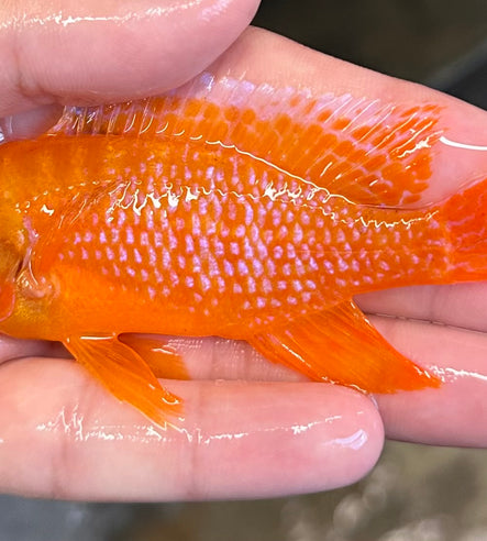 Central Florida Cichlids