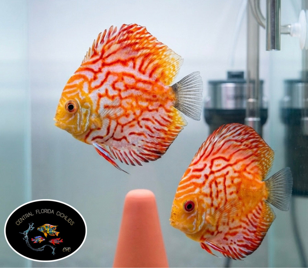 Yellow Checkerboard Panda Discus [Breeding Pair]