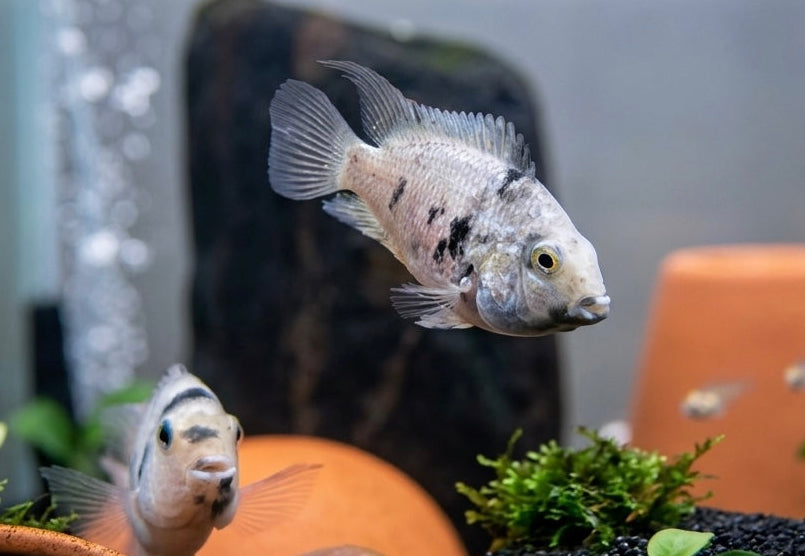 Platinum Calico