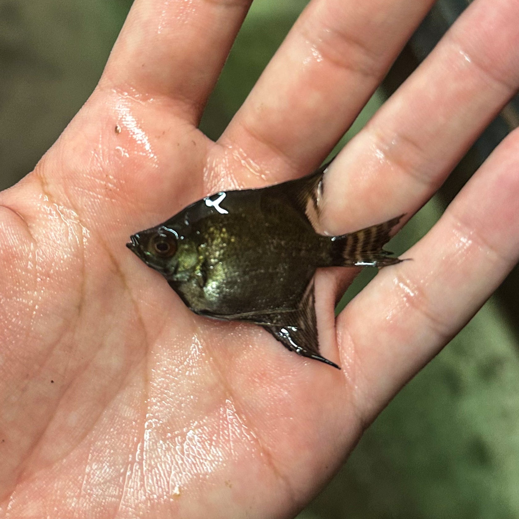 Assorted Angelfish