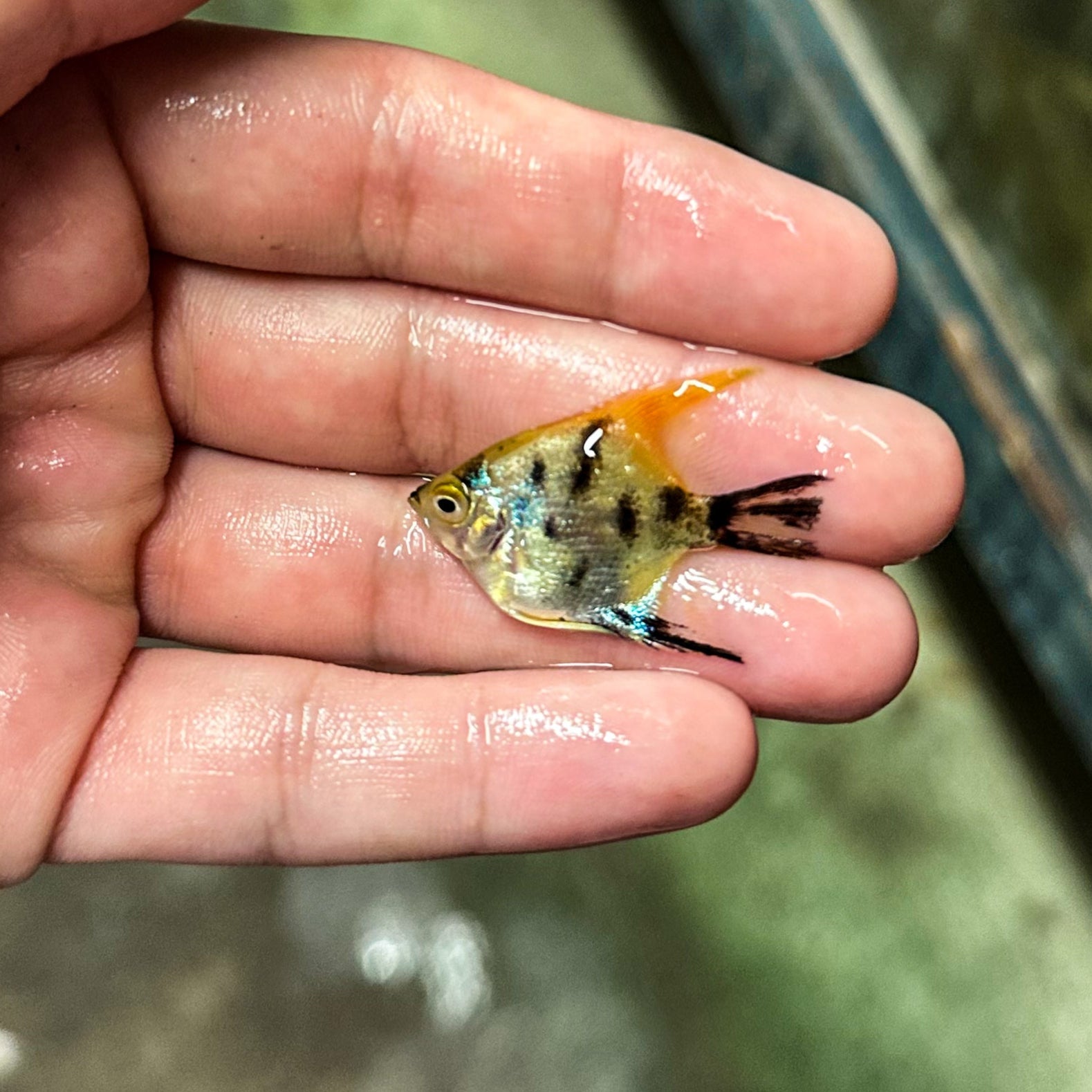 Assorted Angelfish