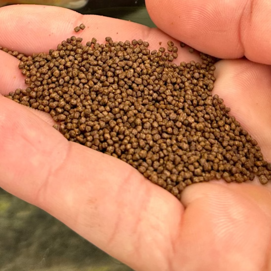 Fish Food