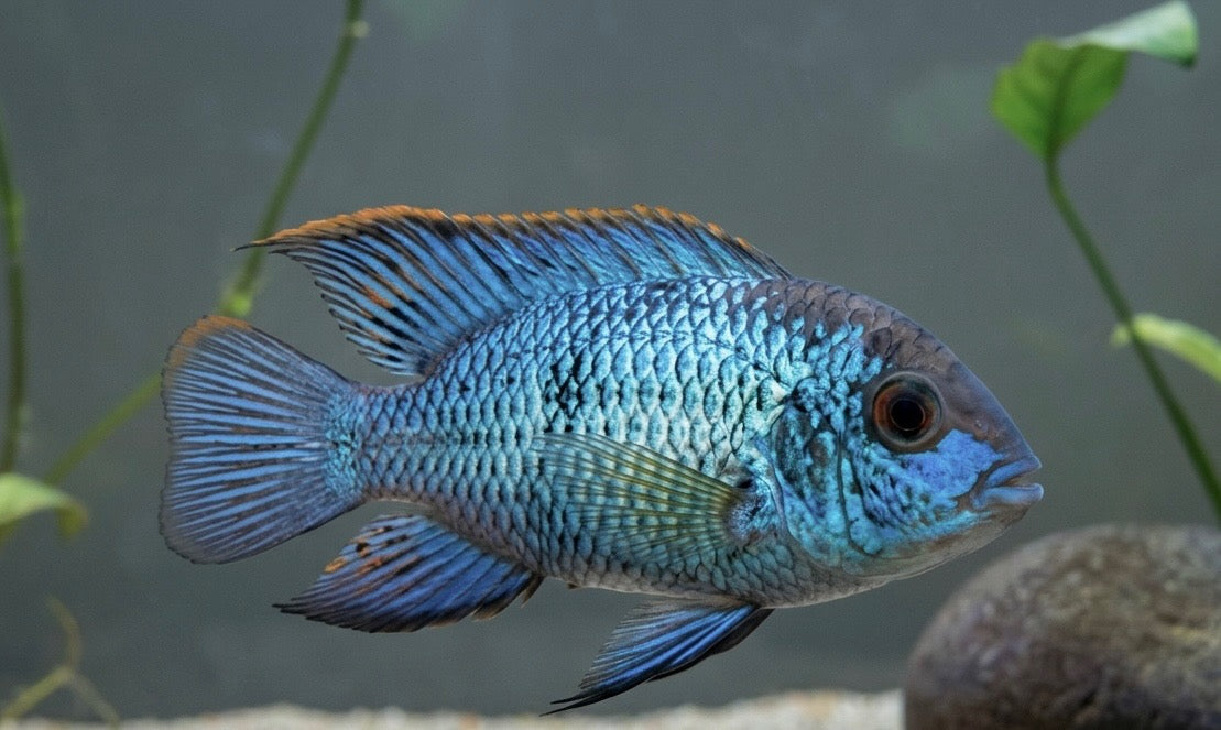 Electric Blue Acara – Central Florida Cichlids