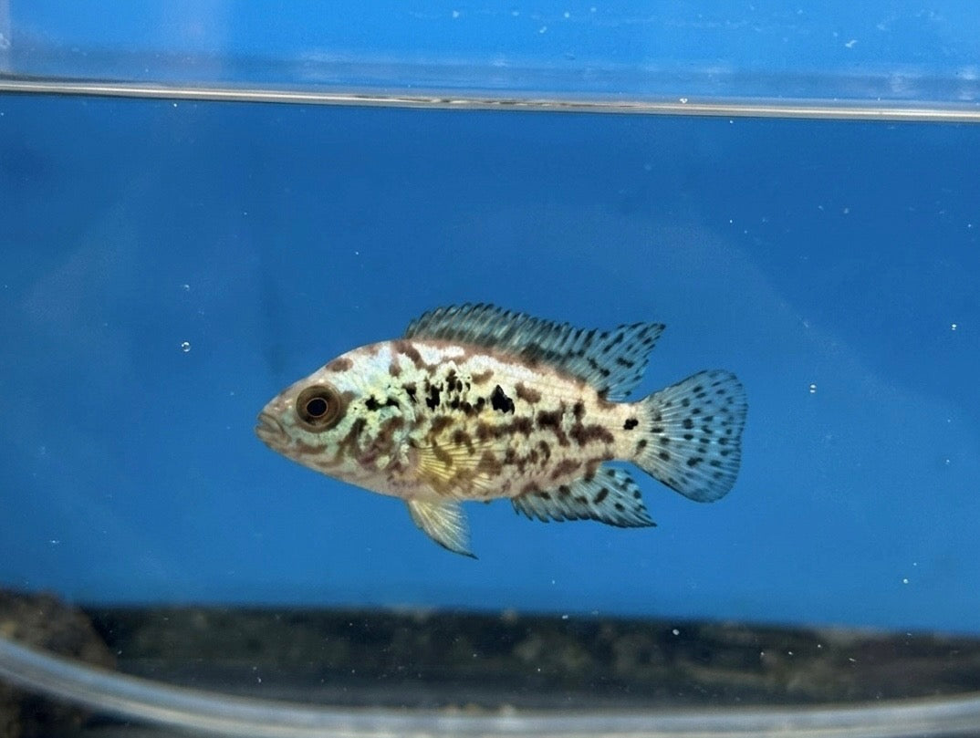 Electric Blue Jack Dempsey – Central Florida Cichlids