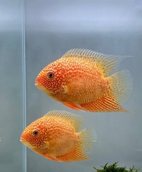 Red Spotted Severum