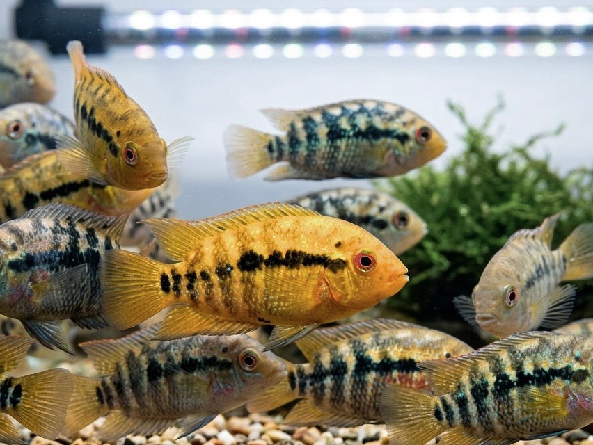 Rainbow Cichlid