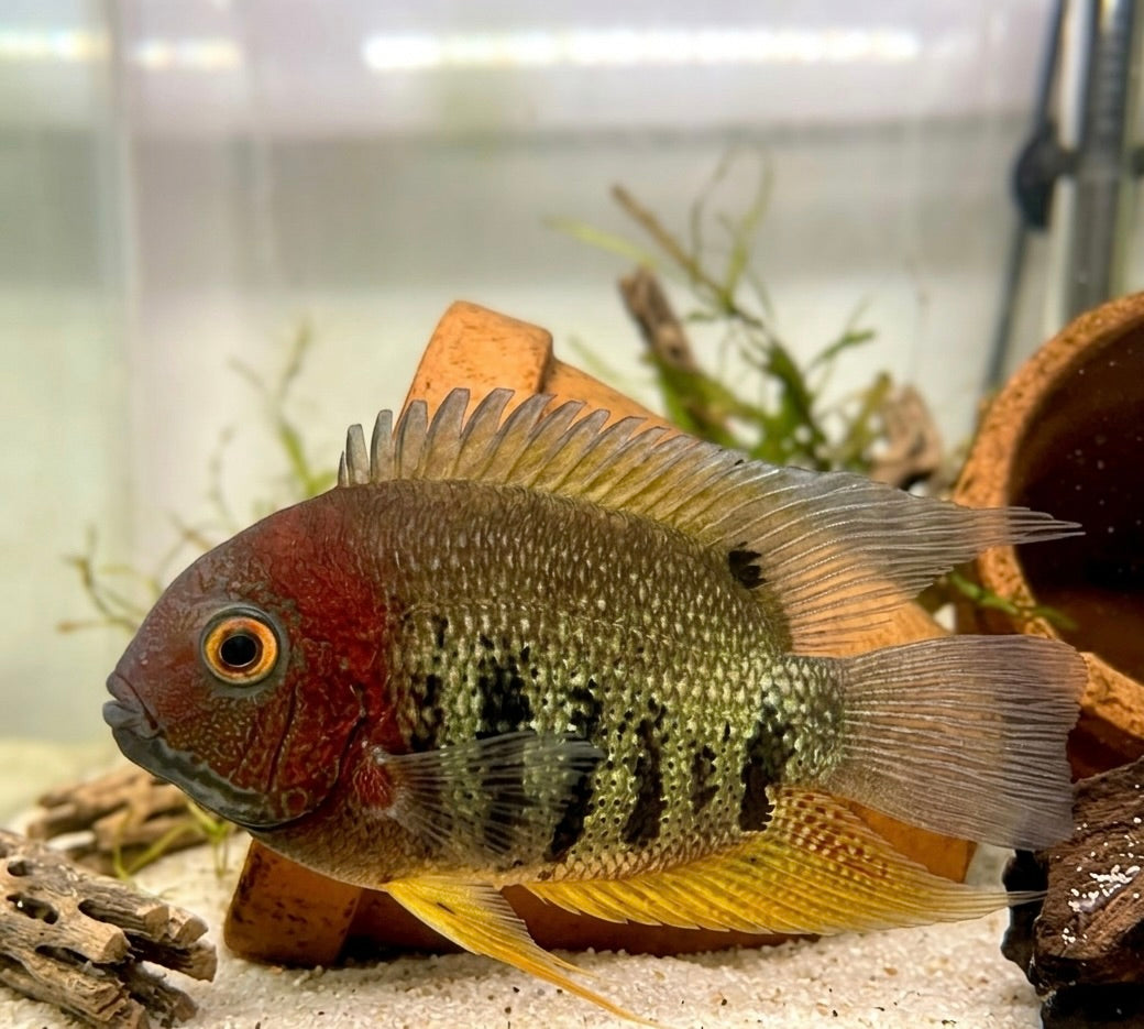 Red Shoulder Rotkeil Severum