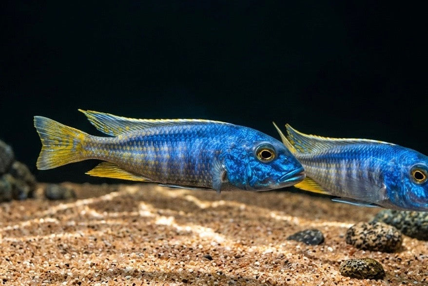 Buccochromis spectabilis