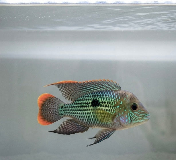Green Terror