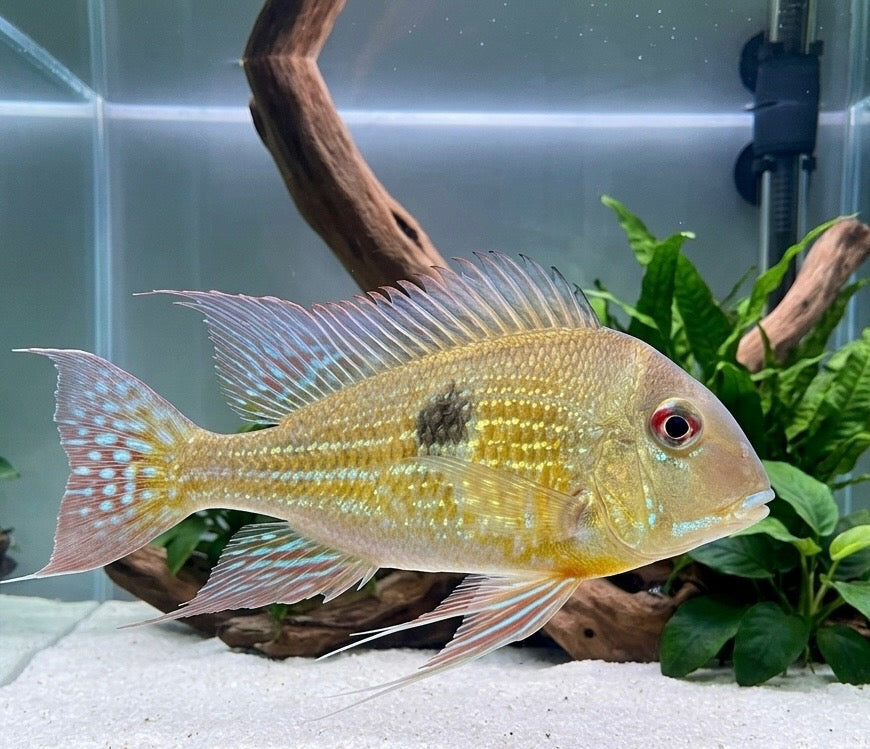 Geophagus Altifron