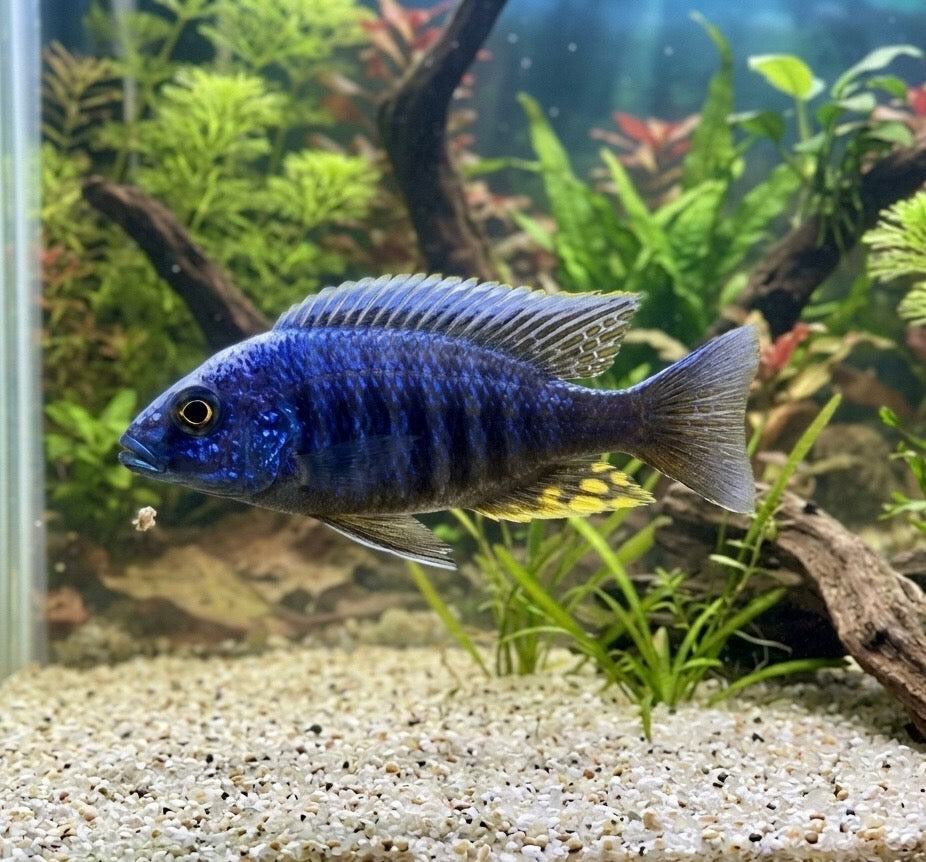 Blue Orchid Peacock