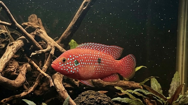 Red Jewel Cichlid