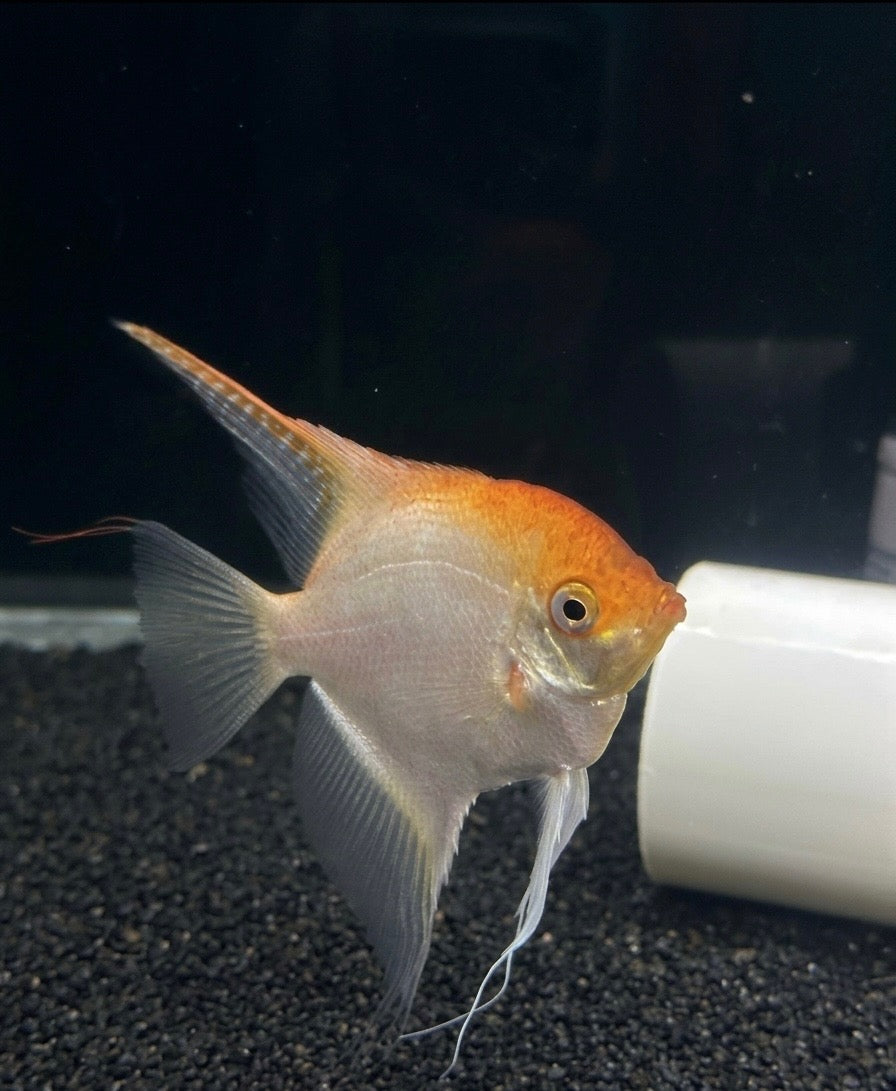 Golden Angelfish
